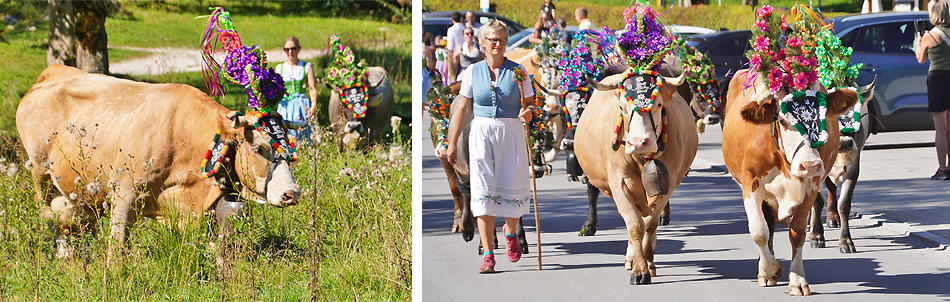 Almabtrieb Ramsau Kallbrunnalm Graßlerlehen 2024