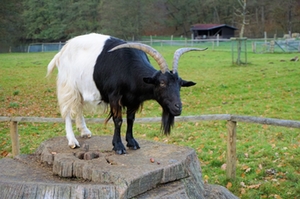 Walliser Ziegenbock