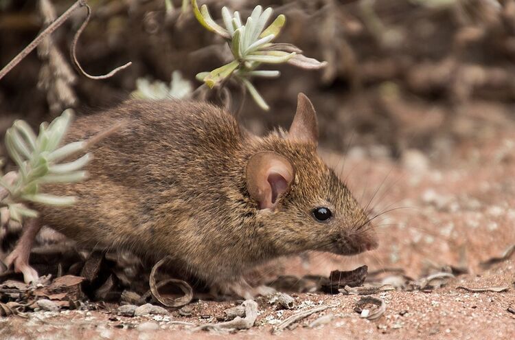 Feldmaus