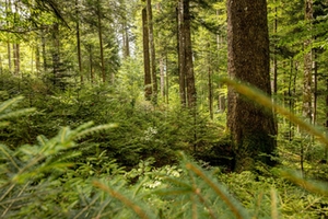 Wald Forstgutachten