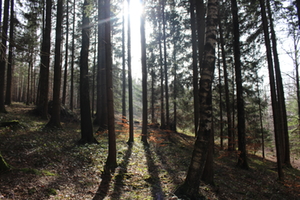 Waldkindergarten Grabenstätt 