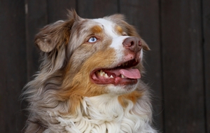 Australian Sheperd