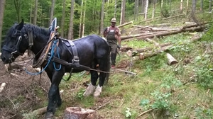 pferderueckung-im-schutzwald-005