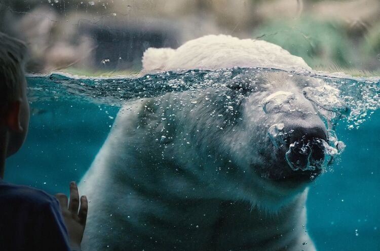 Polar Bear 6951677 1280