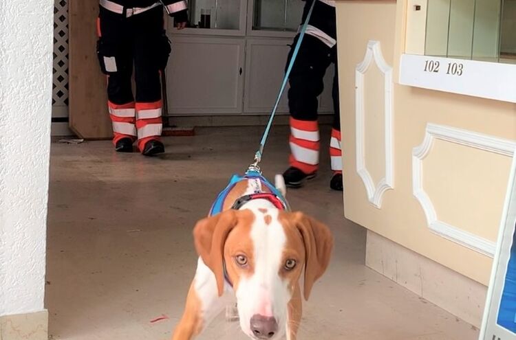 Rettungshund Malteser