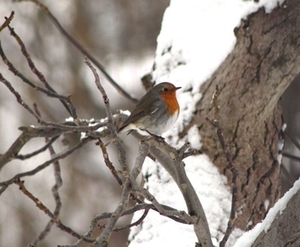 Rotkehlchen Wintervögel