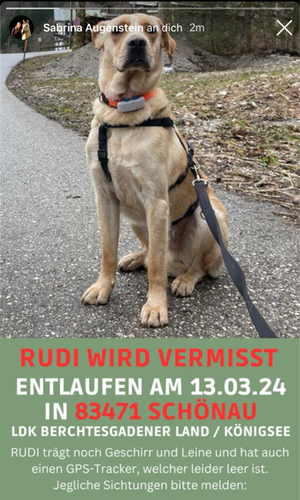 vermisster Rüde Rudi 
