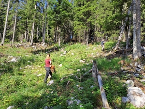 Schutzwald Lattengebirge