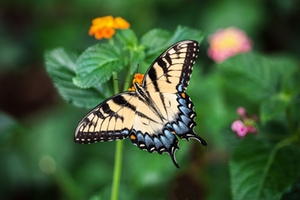 Schmetterling