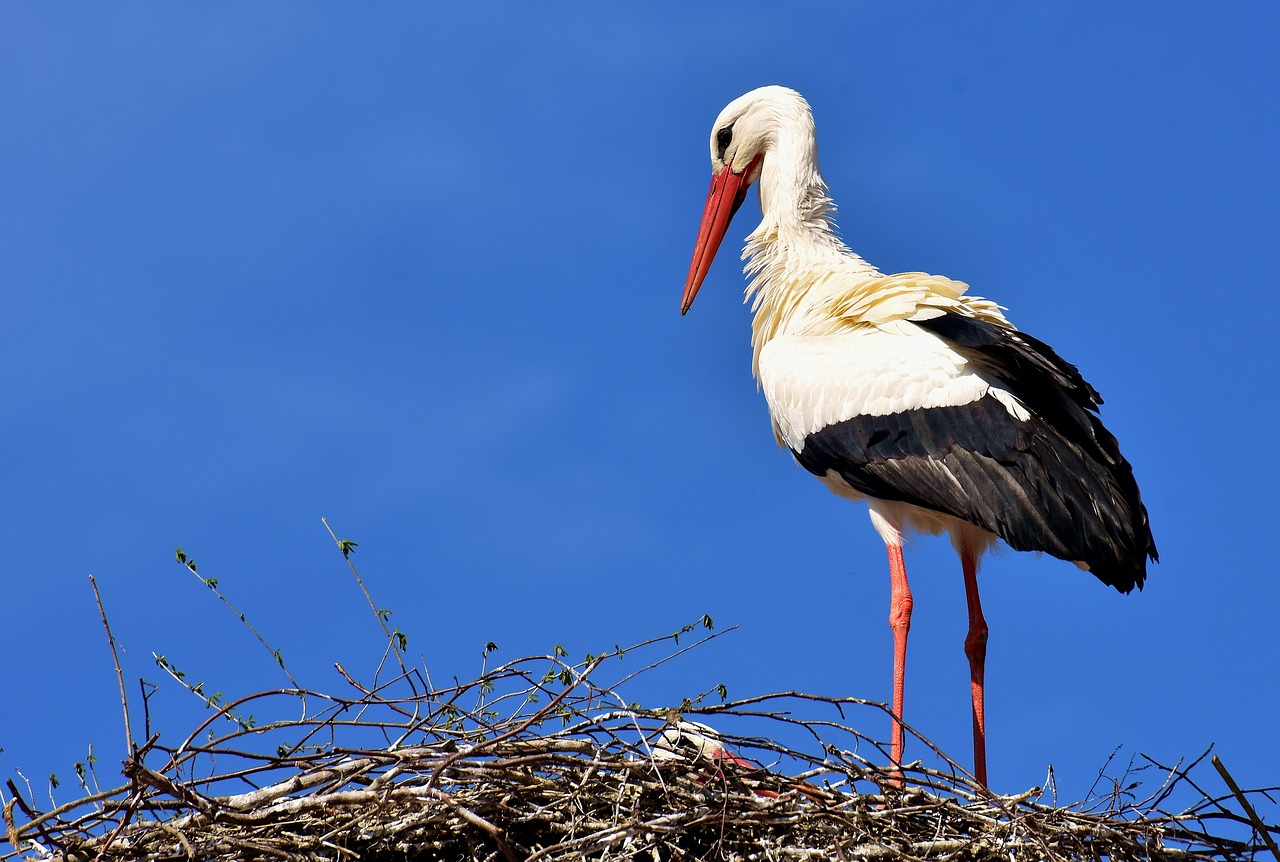 Storch als Beifahrer? Besorgte Bürgerin meldet sich bei Polizei