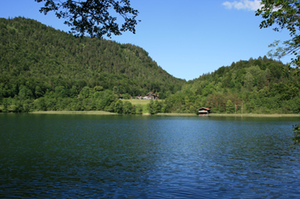 thumsee