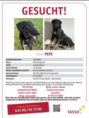 Der vermisste Hund "Pepe"