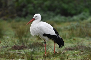 Storch 